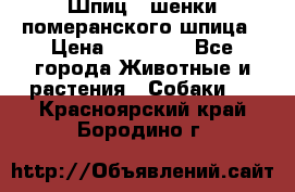 Шпиц - шенки померанского шпица › Цена ­ 20 000 - Все города Животные и растения » Собаки   . Красноярский край,Бородино г.
